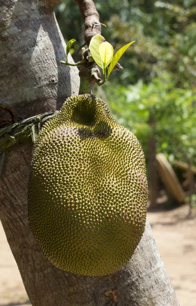Ağaçtaki Jackfruit. — Stok fotoğraf