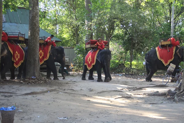 Riding elephant service for look around the Bayon temple — Stock Photo, Image