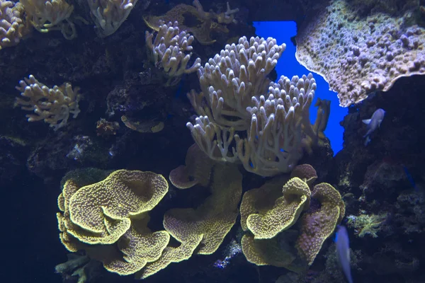 Vista barriera corallina tropicale — Foto Stock