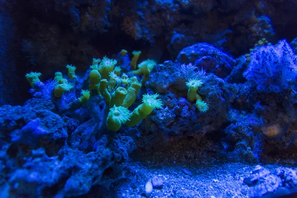 แนวปะการังเขตร้อน — ภาพถ่ายสต็อก