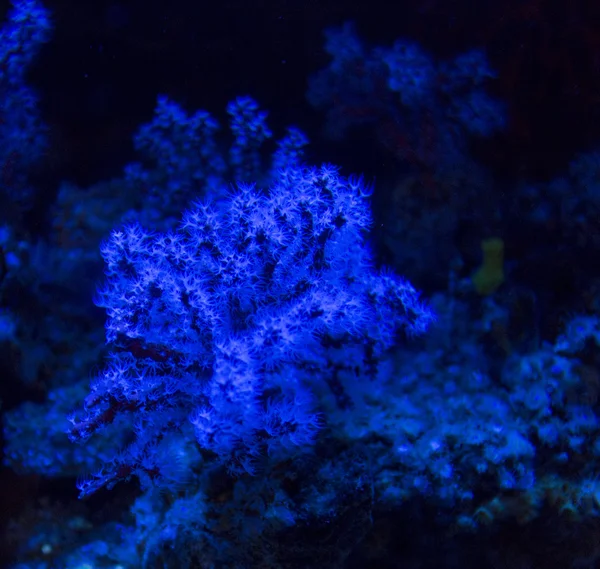 Tropických korálových pohled — Stock fotografie