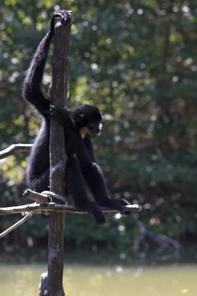 Vista de macaco preto — Fotografia de Stock