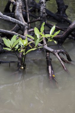 Genç mangrov ağaçlar 