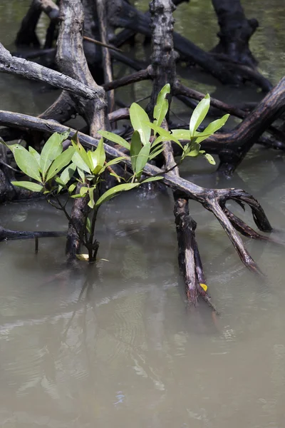 Genç mangrov ağaçlar 
