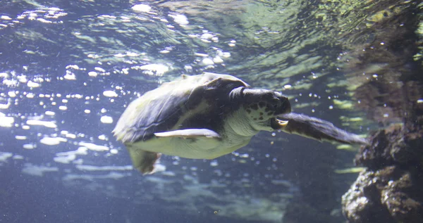 Mořská želva, plavání — Stock fotografie