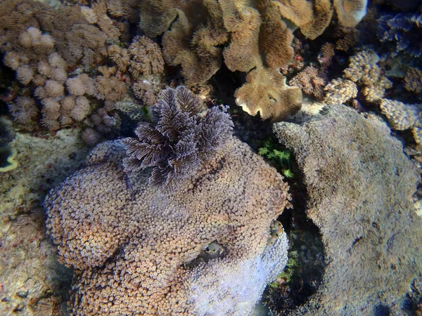 Um coral gorgonia colorido — Fotografia de Stock