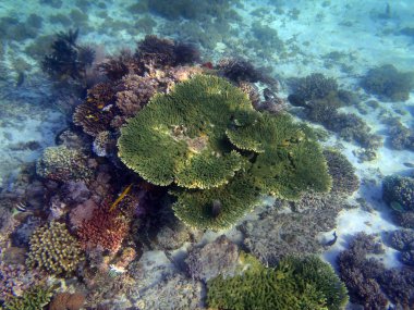 Harika ve güzel sualtı dünyası 