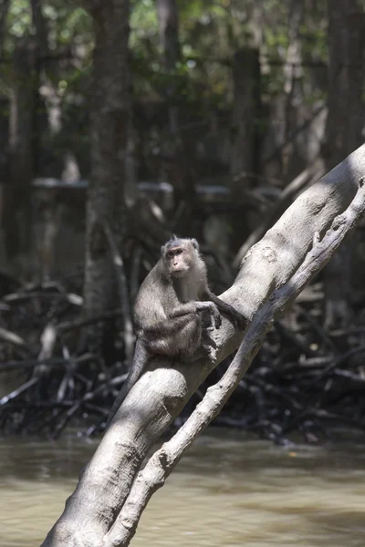 Małpa, Zamknij się, Indonezja — Zdjęcie stockowe