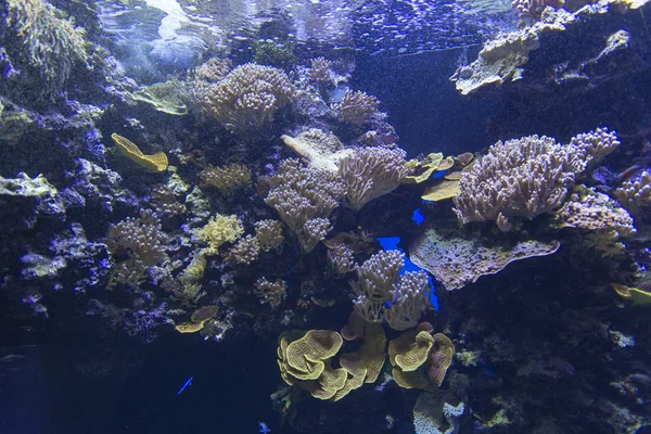 Maravilhoso e belo mundo subaquático — Fotografia de Stock