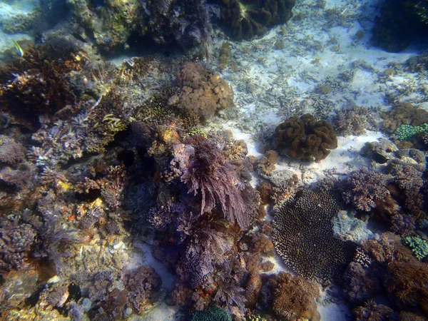 Wunderbare und schöne Unterwasserwelt — Stockfoto