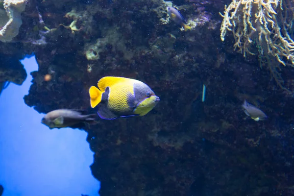 Tropikalna ryba ryby cesarz — Zdjęcie stockowe