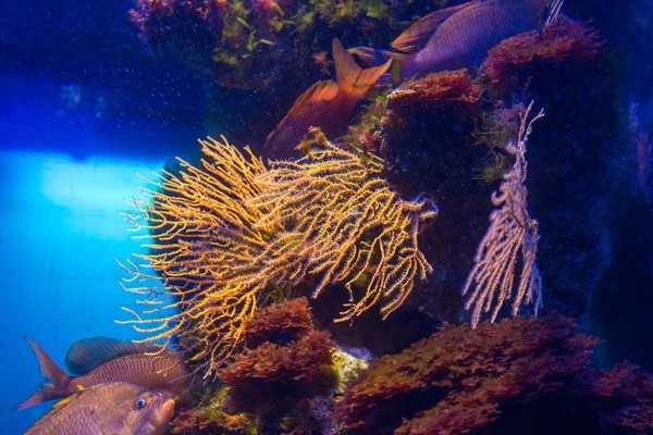 Underbara och vackra undervattensvärlden — Stockfoto