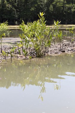 mangrov ağaç küçük