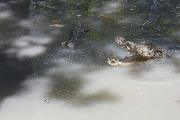 Krokodil in Vietnam — Stockfoto