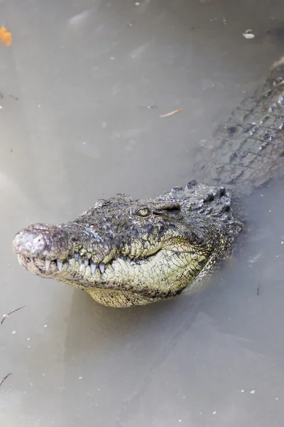 Krokodil Vietnamban — Stock Fotó