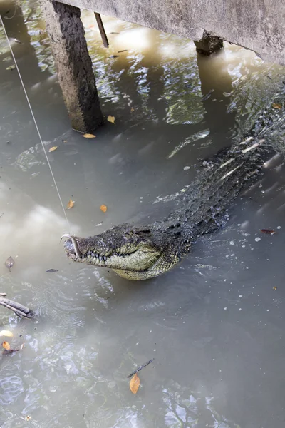 Krokodil in Vietnam — Stockfoto