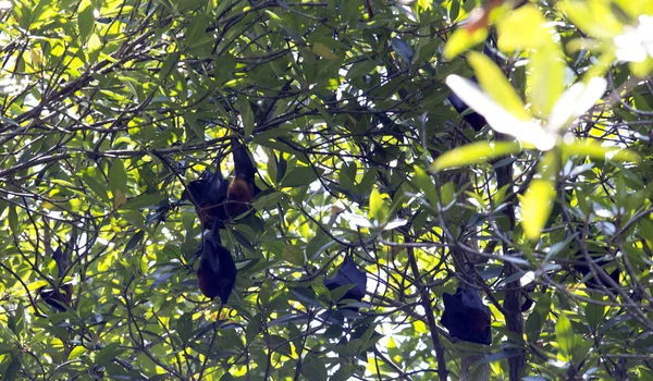 Giant bat ovoce na stromě — Stock fotografie