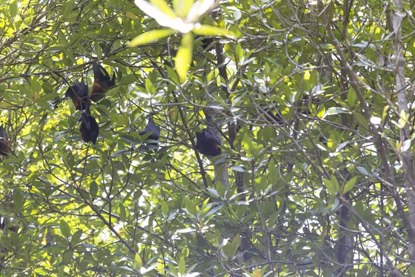 Γίγαντας νυχτερίδας φρούτων στο δέντρο — Φωτογραφία Αρχείου