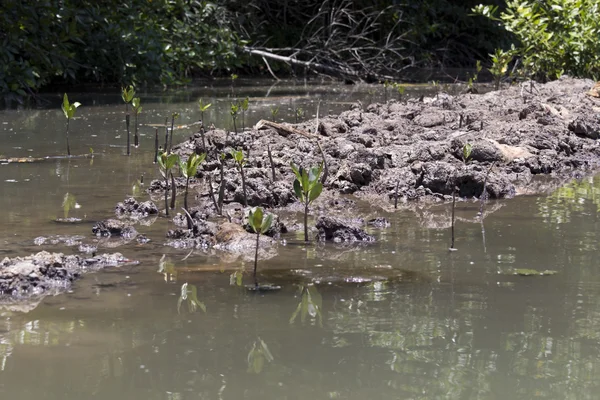 Kleine mangrove boom in water — Stockfoto