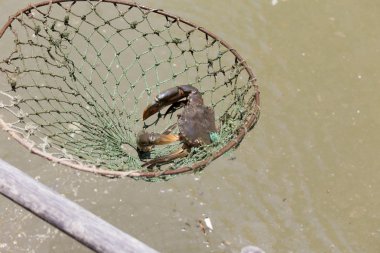 Balık tutma yengeçler görünümü