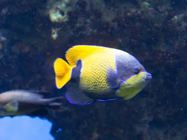 Tropical fish Fish-emperor,or fish-angel — Stock Photo, Image