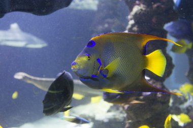 Tropikal balık Balık-İmparator veya balık-melek