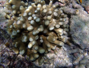 Montipora mercan manzarası