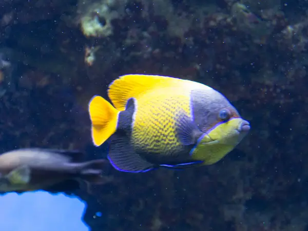 Tropikal balık Balık-İmparator veya balık-melek — Stok fotoğraf