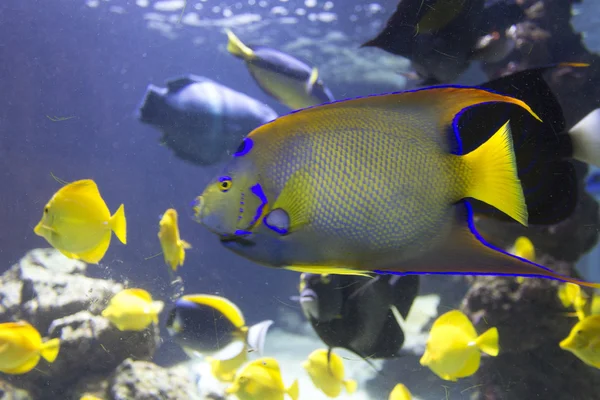 Peces tropicales Pescado emperador, o pez ángel — Foto de Stock