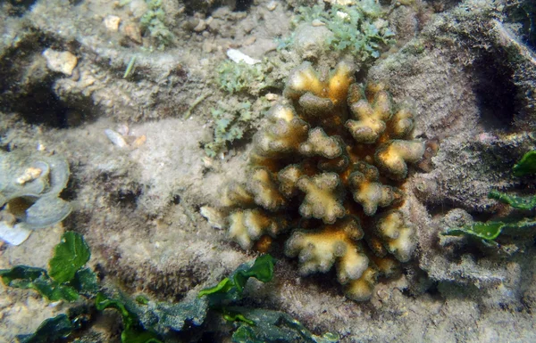 Coral de perto — Fotografia de Stock