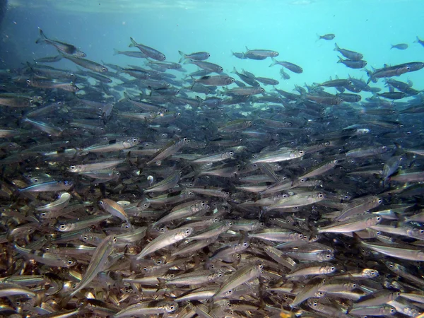 Escuela de peces — Foto de Stock