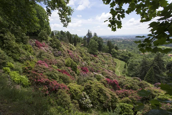 Burcina 公園の花 — ストック写真