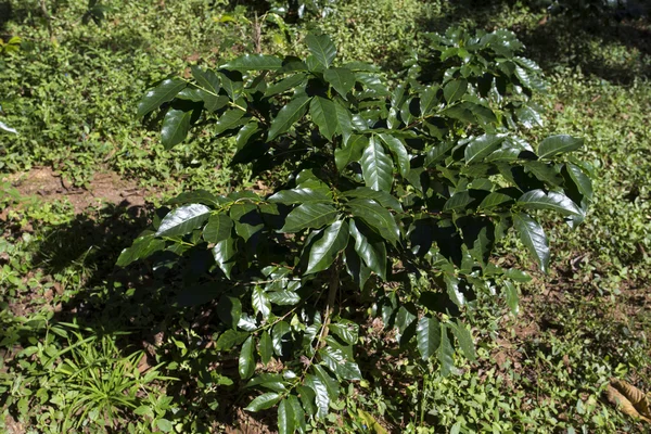 Pequena planta de café — Fotografia de Stock