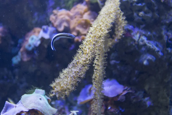 Gorgonia coral närbild — Stockfoto