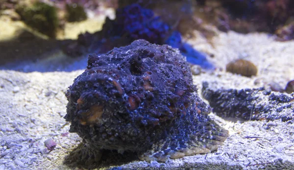 Scorpionfish in aquarium — Stock Photo, Image