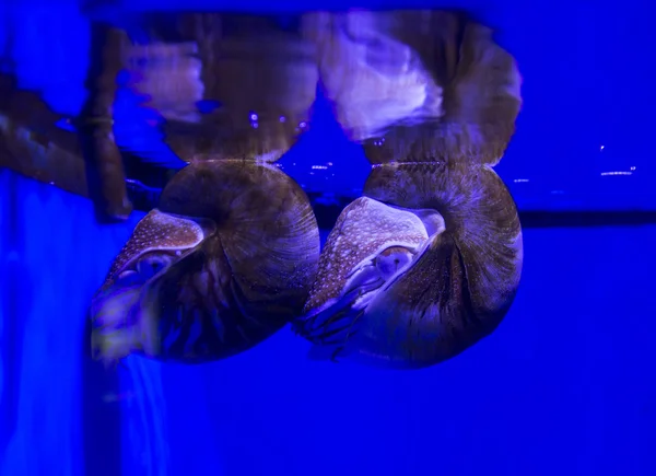 Couple of nautilus — Stock Photo, Image