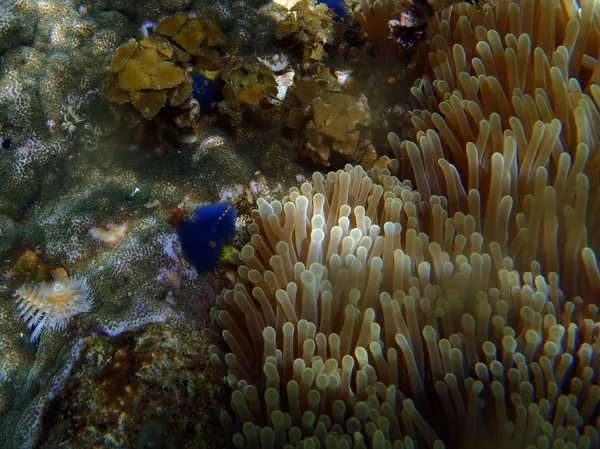 Colorful Christmas tree worm on hard coral — Stock Photo, Image