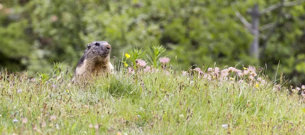 A view of alpine marmot during spring, Italy