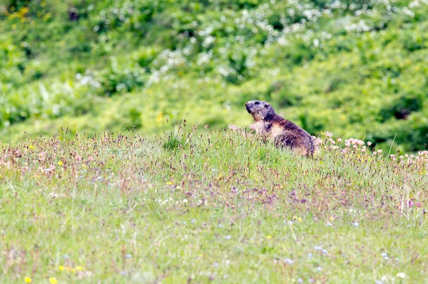 Gezicht Alpiene Marmot Het Voorjaar Italië — Stockfoto