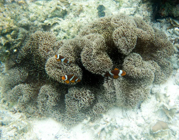 Wonderful Underwater Sea Life Togian Islands Indonesia — Stock Photo, Image