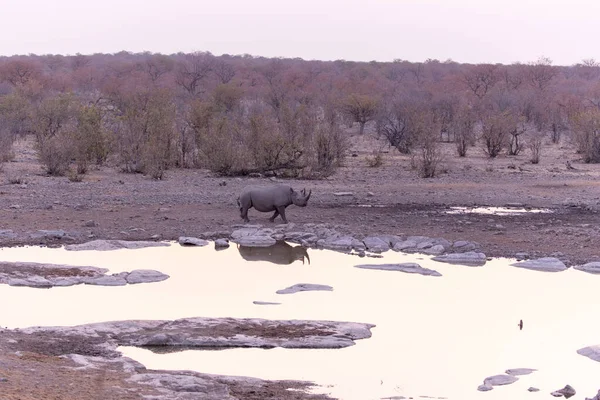 Rinoceronte Buraco Água Namíbia — Fotografia de Stock