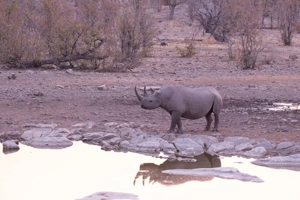 Rhino Water Hole Namibia — Stock Photo, Image