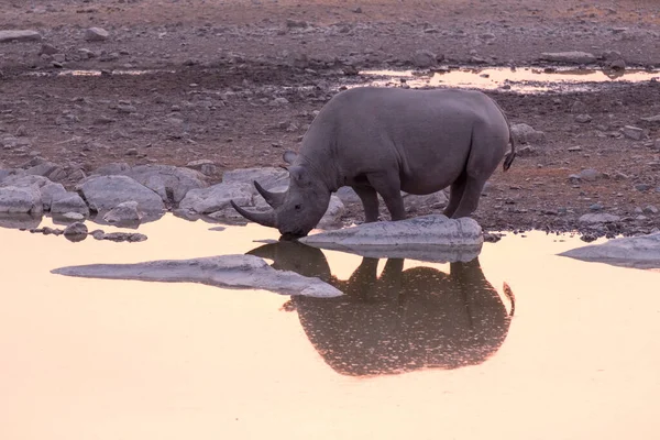 Ein Nashorn Wasserloch Namibia — Stockfoto