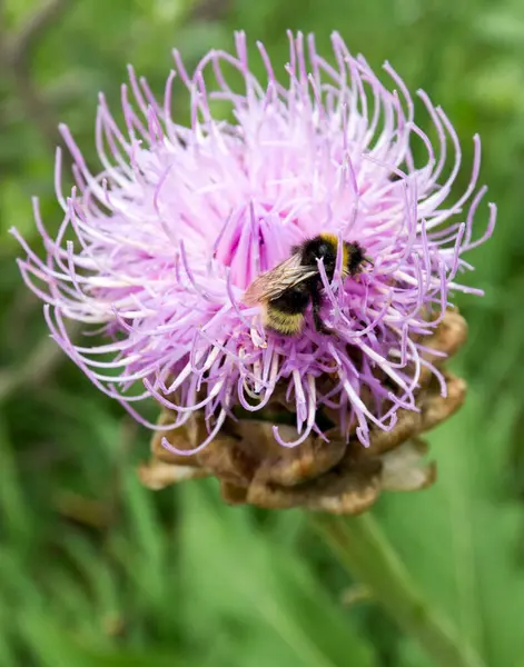 意大利小蜜蜂与花朵的垂直照片 — 图库照片