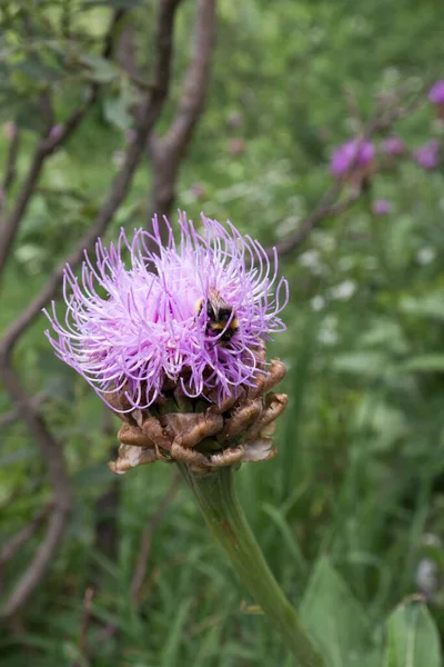 意大利小蜜蜂与花朵的垂直照片 — 图库照片