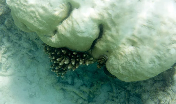 Niebezpieczne Wybielanie Koralowców Seszelach — Zdjęcie stockowe