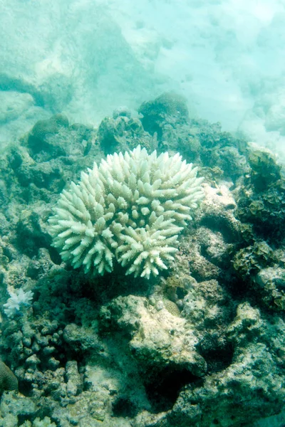 Небезпечне Вибілювання Коралів Сейшельських Островах — стокове фото