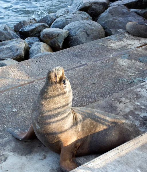 Zdjęcie Lwa Morskiego Północy Chile — Zdjęcie stockowe