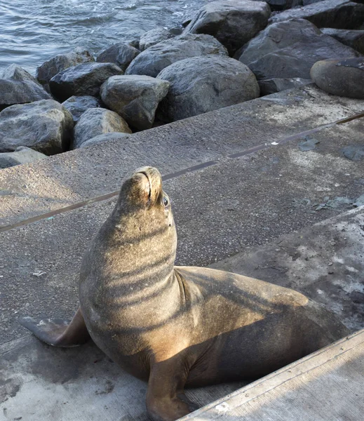 Zdjęcie Lwa Morskiego Północy Chile — Zdjęcie stockowe