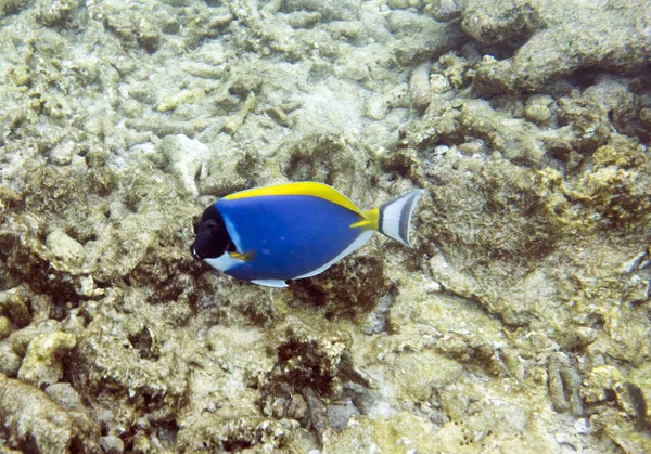 Una Foto Acanthurus Leucosternon Pescado Seychelles — Foto de Stock